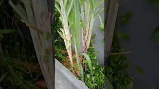 My Gummidipoondi Garden Trimming Nithya Malli Plants and shaping/ Leveling Garden #happygardening