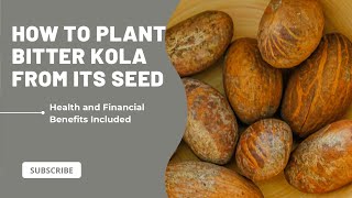 HOW TO PLANT BITTER KOLA FROM ITS SEED (health and financial benefits of bitter kola included).