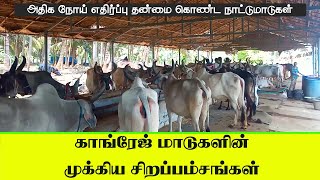 காங்ரேஜ் மாடுகளின் முக்கிய சிறப்பம்சங்கள் | Important of Kankrej Cow l 9710407040