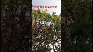 ଆମ୍ବ କିଏ ଖାଇବ ଆସ 🥭 | ଦେଖ ଗଛରେ କେତେ ଆମ୍ବ ହେଇଚି 🥭 | #trending #foodvlog #viral #shorts #ytshorts#mango