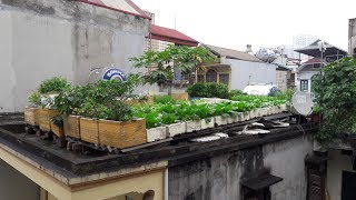 Grow organic vegetables on the terrace