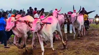 अंजनी जनरल बैलगाडा शर्यत || 1 laKh rupees general bailgada sharyat #cow #bailgadasharyat