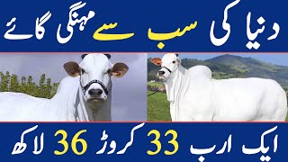 duniya ki sab mehngi cow 2024 |World Most Expensive Cow: Brazil Nelore Breed Cow Viatina 19