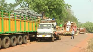 Cocoa Smuggling: Ghana CocoBod intercept 1,473 maxi bags of cocoa in Bono Region concealed in trucks