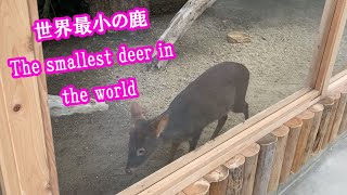 世界最小の鹿、プーズーの夕飯　Southern Pudu　Dinner　time