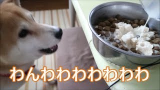 柴犬小春　ON MY BEATご飯の準備の位置がいつもと違うと騒がしい！おからと豆乳！大豆づくし【ASMR】