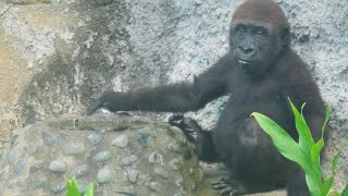 小金剛Jabali喝水🦍👶🏻 Little gorilla Jabali drink some water