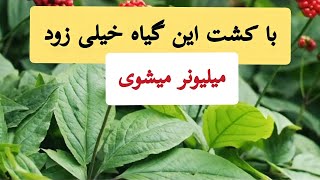 با کشت این گیاه خیلی زود پولدار میشوید