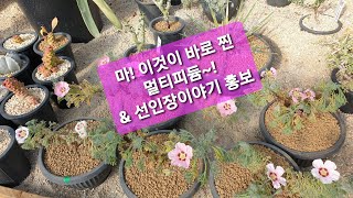 [선인장이야기]실생멀티피듐의꽃, 선인장이야기 홍보(sarcocaulon multifidum)