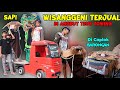 SAPI WISANGGENI TERJUAL DI MUAT TRUK TOWING RENDI | DI CAPLOK BARONGAN | sapi grandong belum laku