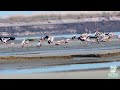 majestic moment of painted stork mycteria leucocephala