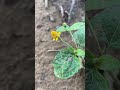 pellitory root akarkara 🌱 shorts youtubeshorts garden