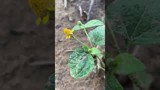 Pellitory root (Akarkara) 🌱 #shorts #youtubeshorts #garden