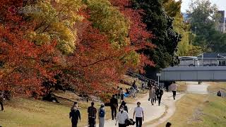 京都の紅葉「鴨川沿い」（2021年11月6日　京都市内）