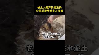 因殘疾被抛棄的狗狗，獲救後接受新主人的撫摸，眼神裏透露出難以置信的表情，這難道就是愛嗎？