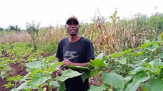 | MBEYA FERTILIZER ON SUNFLOWER |