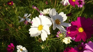 姫路市飾東町志吹のコスモス畑