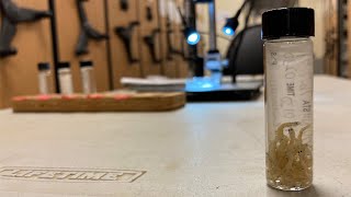 San Diego researchers seek key to understanding volatile anchovy population shifts