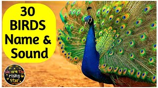 30 Birds Name | पक्षियों के नाम | Birds Sound | WATRstar