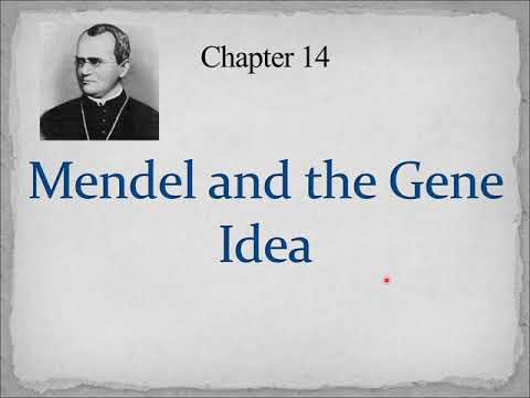 Chapter 14 Mendel And The Idea Of The Gene - YouTube