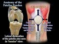 Anatomy Of The Patellar Tendon - Everything You Need To Know - Dr. Nabil Ebraheim