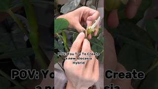 New Alocasia Hybrid...Fail! Check description for what happened! #shorts #alocasia #alocasiahybrid