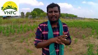 கமுதியில் மானாவாரி விவசாயம்/Rainfed agriculture in Kamudi