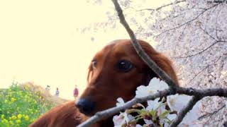 熊谷桜堤の桜・サクラ・さくら