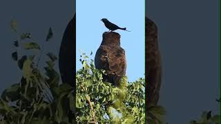 Crow Picking Ticks From Eagle Friend |  Crow Story | Crow and Eagle Friends | Wildlife Video #shorts