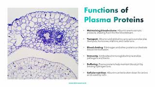 Plasma Proteins : The workhorses of Blood Plasma