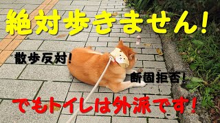 柴犬とキジ猫と黒猫のプライド　もう本当に歩きたくない犬 の巻。