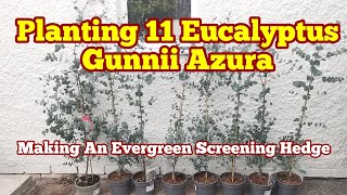 Planting 11 Dwarf Eucalyptus Gunnii Azura Evergreen Tree As Privacy Screening Hedge Grow