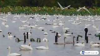 【ウェザーリポート】新潟県瓢湖に白鳥が飛来 その数4400羽以上！