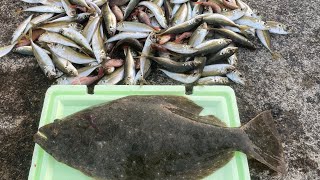 堤防のアジの泳がせに超巨大ヒラメが喰らいつく！