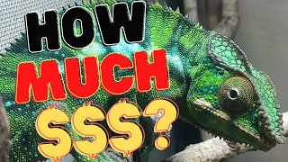 HOW MUCH DOES OWNING A CHAMELEON COST? -Actual prices-