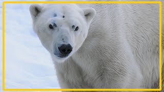 雪を楽しんでる北の動物達｜円山動物園