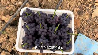 #新农人计划 #葡萄种植 #抖音助农 夏黑🍇迎来了第一波丰收