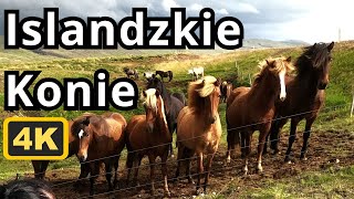 JAK WYGLĄDAJĄ ISLANDZKIE KONIE? UDAŁO SIĘ! Nareszcie JE Znalazłem I Magiczna Tęcza Islandia 4K