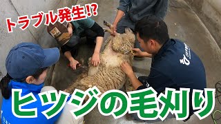 【日本平動物園】おうちDEどうぶつえん『ヒツジの毛刈り！のはずが…？』編