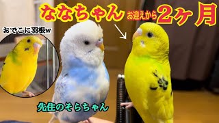 #5【ななちゃんお迎えから2ヶ月】I welcomed Nana-chan, a parakeet, and it's been 2 months.