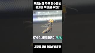 정브르 불개미vs프응 장수말벌