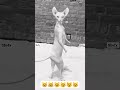 pink cat found dancing pinkcat catdance funny dancecat cutecat catvideos