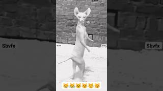 pink cat found dancing #pinkcat #catdance #funny #dancecat #cutecat #catvideos