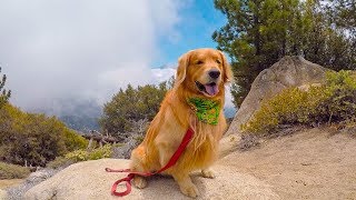 Hiking Big Bear Pine Knot Trail | Golden Retriever VLOG