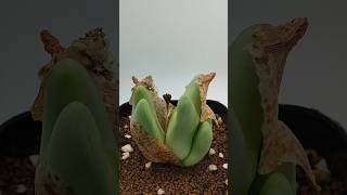 conophytum timelapse l 코노피튬 탈피 타임랩스