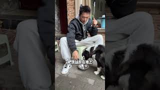 三步教会狗狗拿饭盆的训练方法来了 边牧 重庆训犬 养狗经验分享 重庆上门训犬谭洪 边牧有多聪明