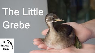 The Little Grebe Rescue