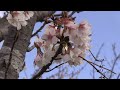 種子島の桜：中種子町野間福祉の里・野間神社の暖流桜