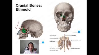 Skeletal system