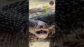 Pine snake attack | Pituophis melanoleucus | eastern pine snake | wildRepto | nonvenomous snake